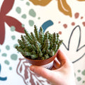Orbea variegata – Starfish Plant - Sprouts of Bristol