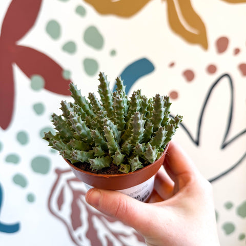 Orbea variegata – Starfish Plant - Sprouts of Bristol