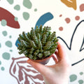 Orbea variegata – Starfish Plant - Sprouts of Bristol