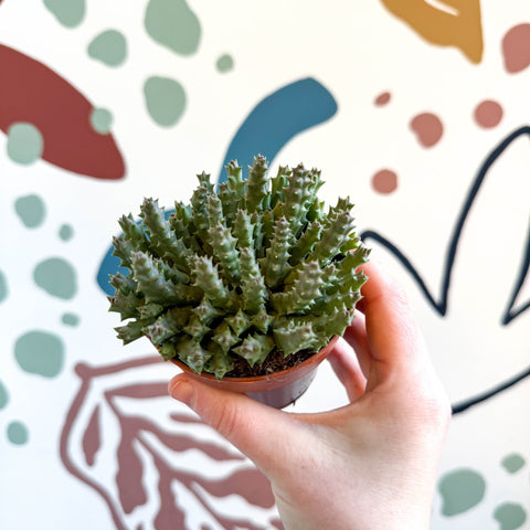 Orbea variegata – Starfish Plant - Sprouts of Bristol