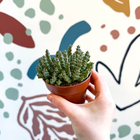 Orbea variegata – Starfish Plant - Sprouts of Bristol