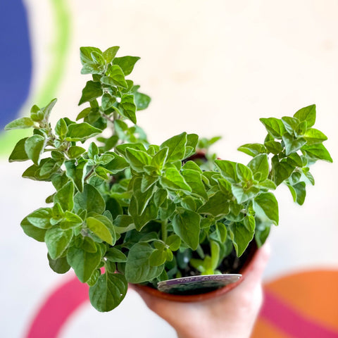 Oregano - Origanum vulgare 'Hot & Spicy' - British Grown Culinary Herbs - Sprouts of Bristol