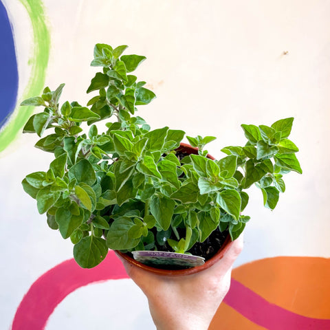 Oregano - Origanum vulgare 'Hot & Spicy' - British Grown Culinary Herbs - Sprouts of Bristol