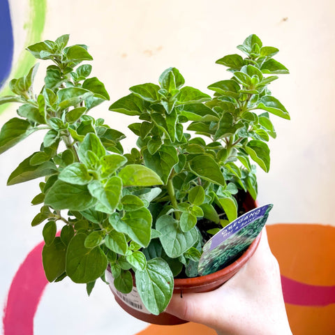 Oregano - Origanum vulgare 'Hot & Spicy' - British Grown Culinary Herbs - Sprouts of Bristol
