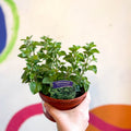 Oregano - Origanum vulgare 'Hot & Spicy' - British Grown Culinary Herbs - Sprouts of Bristol
