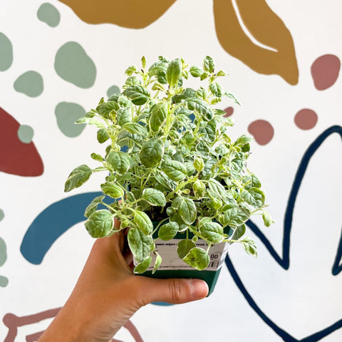 Oregano - Origanum vulgare variegata - Cotswolds Grown Culinary Herbs - Sprouts of Bristol