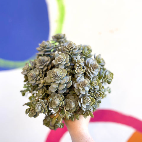 Orostachys furusei - Japanese Dunce Caps [Sedum] - Sprouts of Bristol