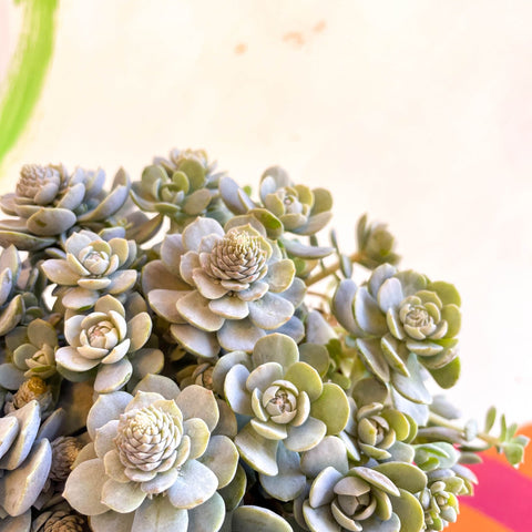 Orostachys furusei - Japanese Dunce Caps [Sedum] - Sprouts of Bristol