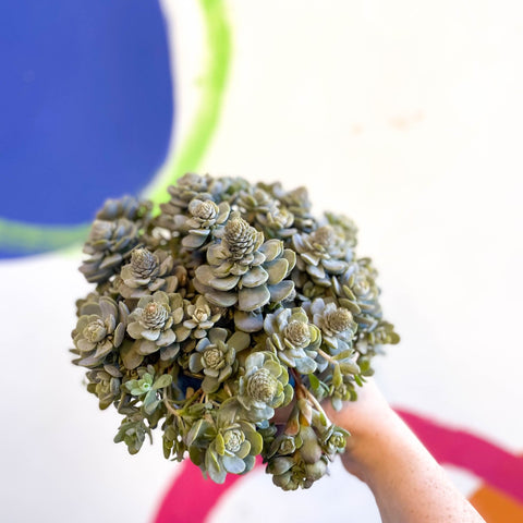 Orostachys furusei - Japanese Dunce Caps [Sedum] - Sprouts of Bristol