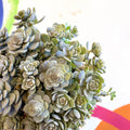 Orostachys furusei - Japanese Dunce Caps [Sedum] - Sprouts of Bristol