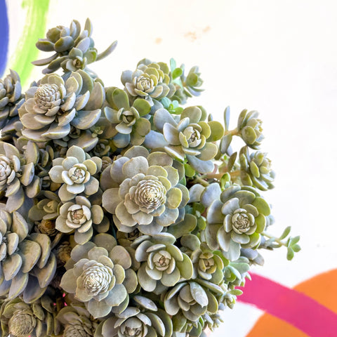 Orostachys furusei - Japanese Dunce Caps [Sedum] - Sprouts of Bristol