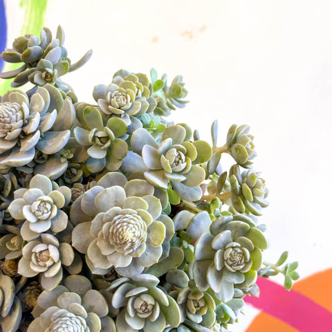 Orostachys furusei - Japanese Dunce Caps [Sedum] - Sprouts of Bristol