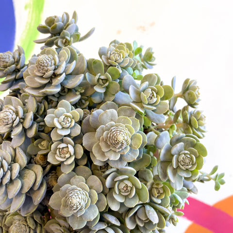 Orostachys furusei - Japanese Dunce Caps [Sedum] - Sprouts of Bristol