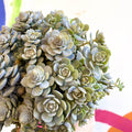 Orostachys furusei - Japanese Dunce Caps [Sedum] - Sprouts of Bristol