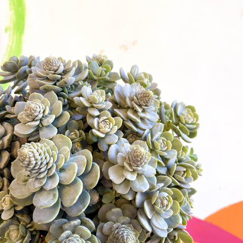 Orostachys furusei - Japanese Dunce Caps [Sedum] - Sprouts of Bristol