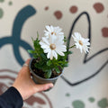 Osteospermum – African Daisy (White with Orange Centre) - Sprouts of Bristol