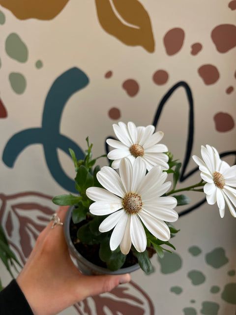 Osteospermum – African Daisy (White with Orange Centre) - Sprouts of Bristol