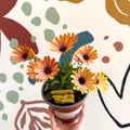 Osteospermum 'Tradewinds Yellow Imp' - African Daisy - British Grown - Sprouts of Bristol