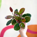 Outer Variegated Wax Plant - Hoya australis 'Blondie' - Sprouts of Bristol