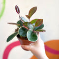Outer Variegated Wax Plant - Hoya australis 'Blondie' - Sprouts of Bristol