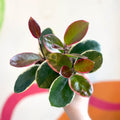 Outer Variegated Wax Plant - Hoya australis 'Blondie' - Sprouts of Bristol