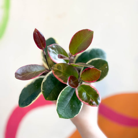 Outer Variegated Wax Plant - Hoya australis 'Blondie' - Sprouts of Bristol