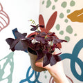 Oxalis triangularis 'Mijke' - Purple Shamrock - Sprouts of Bristol