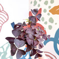 Oxalis triangularis 'Mijke' - Purple Shamrock - Sprouts of Bristol