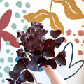 Oxalis triangularis 'Mijke' - Purple Shamrock - Sprouts of Bristol