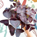 Oxalis triangularis 'Mijke' - Purple Shamrock - Sprouts of Bristol