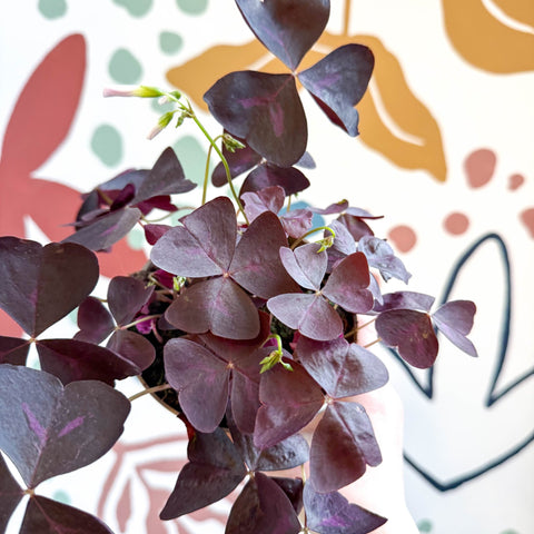 Oxalis triangularis 'Mijke' - Purple Shamrock - Sprouts of Bristol