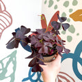 Oxalis triangularis 'Mijke' - Purple Shamrock - Sprouts of Bristol