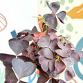 Oxalis triangularis 'Mijke' - Purple Shamrock - Sprouts of Bristol