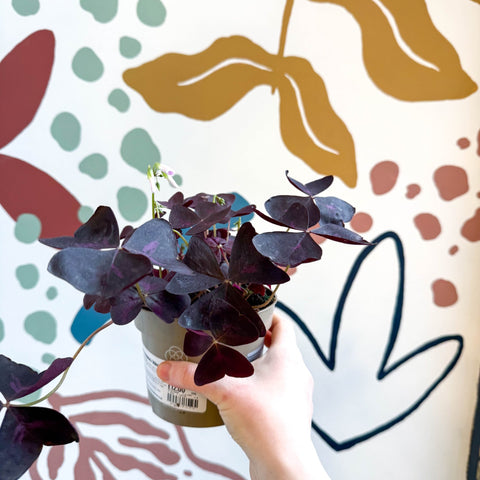 Oxalis triangularis 'Mijke' - Purple Shamrock - Sprouts of Bristol
