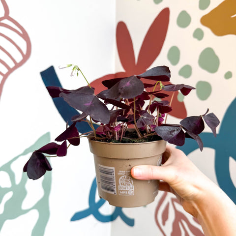 Oxalis triangularis 'Mijke' - Purple Shamrock - Sprouts of Bristol