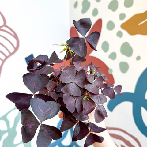 Oxalis triangularis 'Mijke' - Purple Shamrock - Sprouts of Bristol