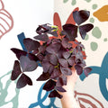 Oxalis triangularis 'Mijke' - Purple Shamrock - Sprouts of Bristol