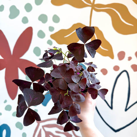 Oxalis triangularis 'Mijke' - Purple Shamrock - Sprouts of Bristol