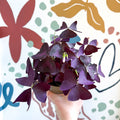 Oxalis triangularis - Purple Shamrock - Sprouts of Bristol