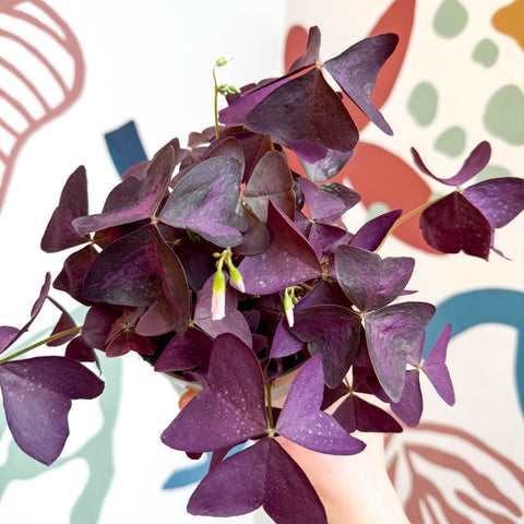 Oxalis triangularis - Purple Shamrock - Sprouts of Bristol