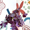 Oxalis triangularis - Purple Shamrock - Sprouts of Bristol