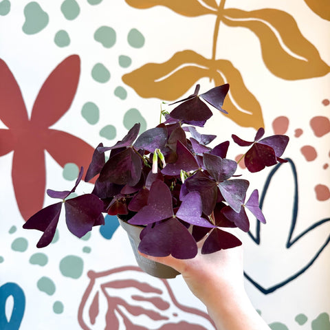 Oxalis triangularis - Purple Shamrock - Sprouts of Bristol