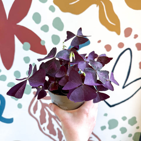 Oxalis triangularis - Purple Shamrock - Sprouts of Bristol