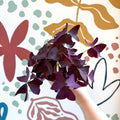 Oxalis triangularis - Purple Shamrock - Sprouts of Bristol