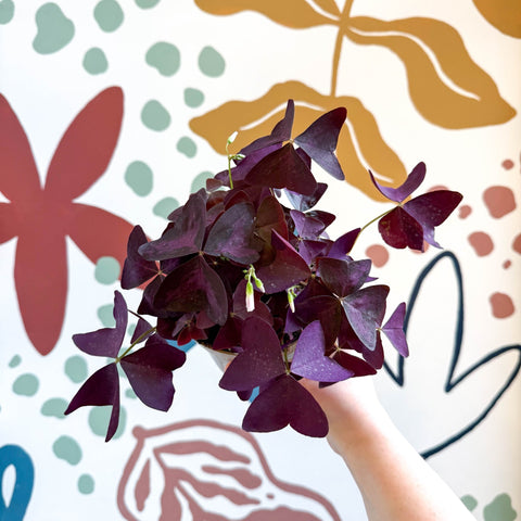 Oxalis triangularis - Purple Shamrock - Sprouts of Bristol