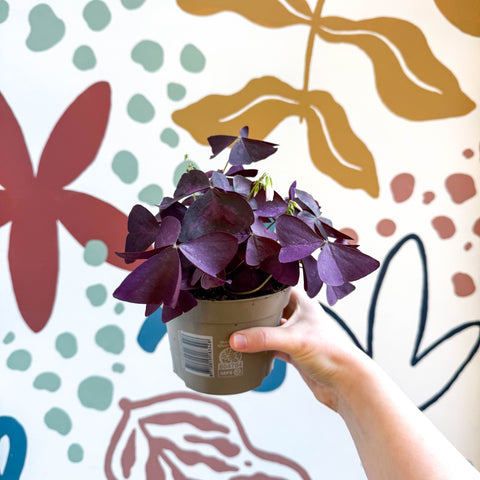 Oxalis triangularis - Purple Shamrock - Sprouts of Bristol