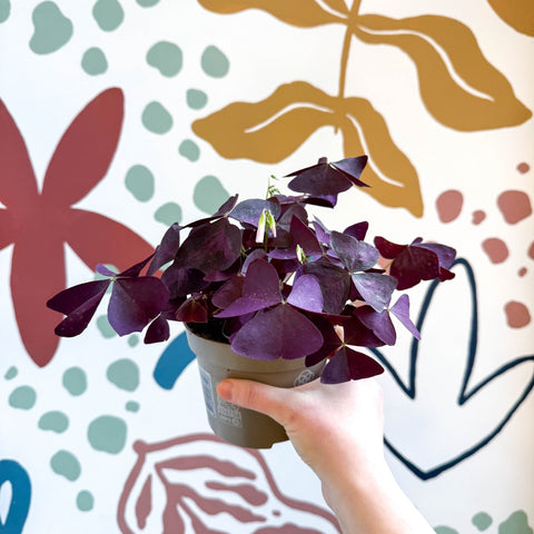 Oxalis triangularis - Purple Shamrock - Sprouts of Bristol