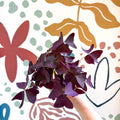 Oxalis triangularis - Purple Shamrock - Sprouts of Bristol