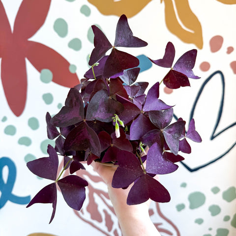 Oxalis triangularis - Purple Shamrock - Sprouts of Bristol
