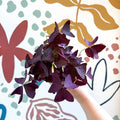 Oxalis triangularis - Purple Shamrock - Sprouts of Bristol
